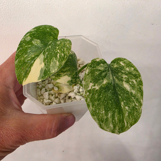 Monstera Crème Brûlée – Exact Plant No. 6 - See Description