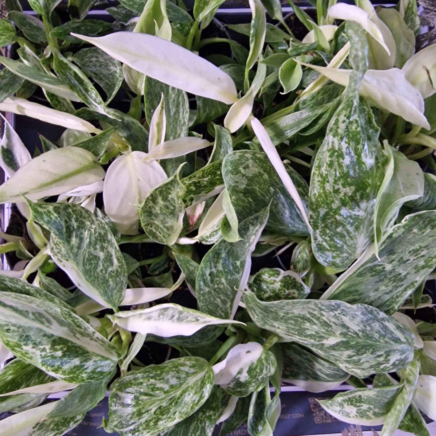 Philodendron Jose Buono Houseplant 6cm pot