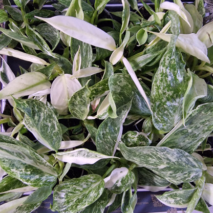 Philodendron Jose Buono Houseplant 6cm pot