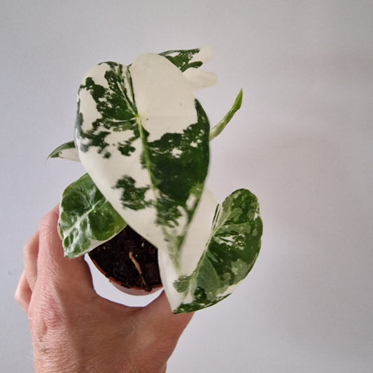 Alocasia Variegated Frydek Rare Houseplant 6cm pot