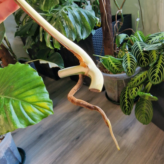 Monstera Albo Highly Variegated Middle Cutting