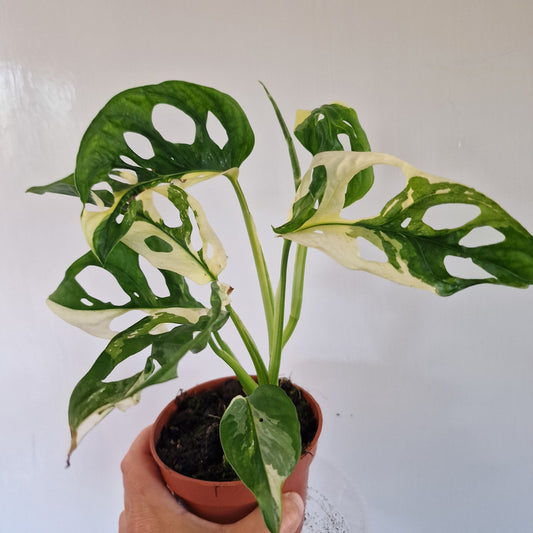 Monstera Adansonii Variegata 10.5cm pot (c)