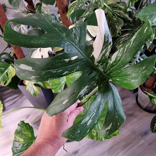 Monstera Albo Variegated Middle Cutting