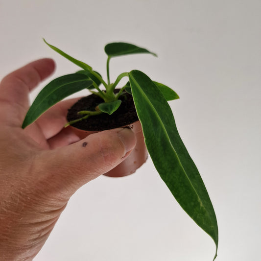 Anthurium Warocqueanum Rare Houseplant 6cm pot
