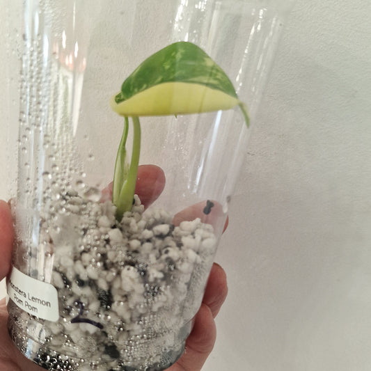 PRE-ORDER – Monstera Lemon Lime ‘Pom Pom’ - Young Exact TC Plant (#2)