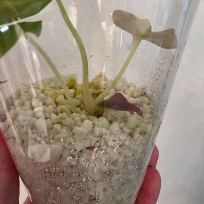 Alocasia Cuprea Pink Spot – Exact Plant No. 10 - See Description