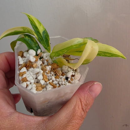 Philodendron Pedatum × Tortum Variegated (3) – Exact Plant - See Description