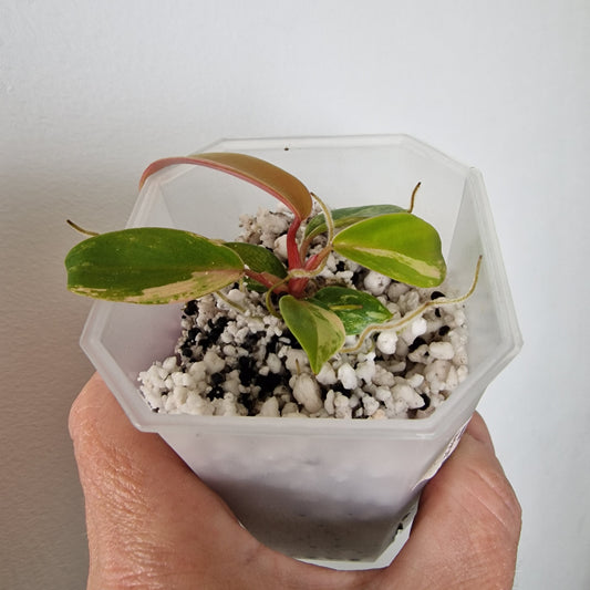 Philodendron Joepii Variegated – Exact Plant (#4)