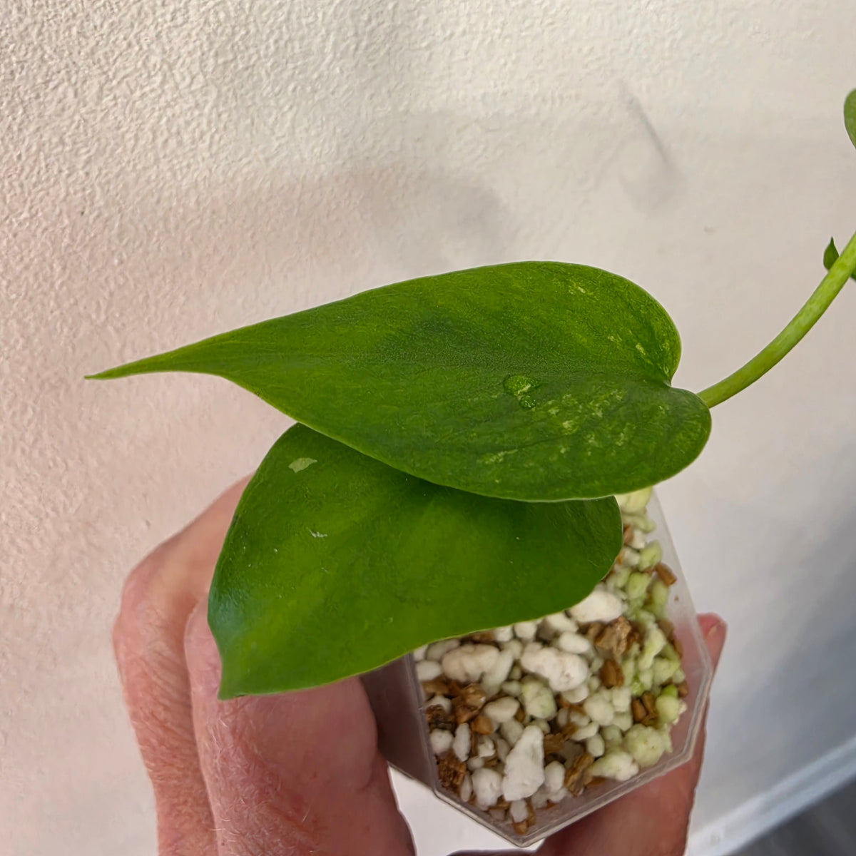 Monstera Devil Monster – Lightly Variegated / Speckled – Exact Plant (L5)