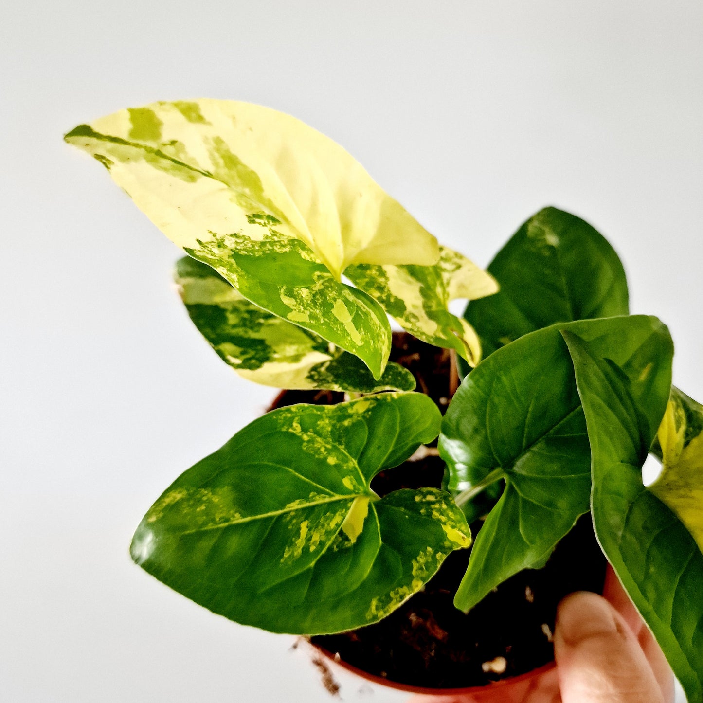 Syngonium Aurea multiple Houseplants in each 14cm pot (3)