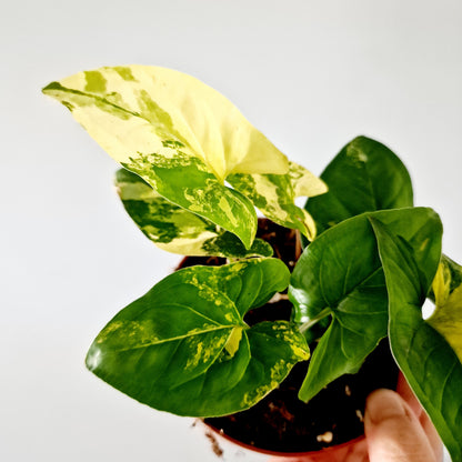 Syngonium Aurea multiple Houseplants in each 14cm pot (3)