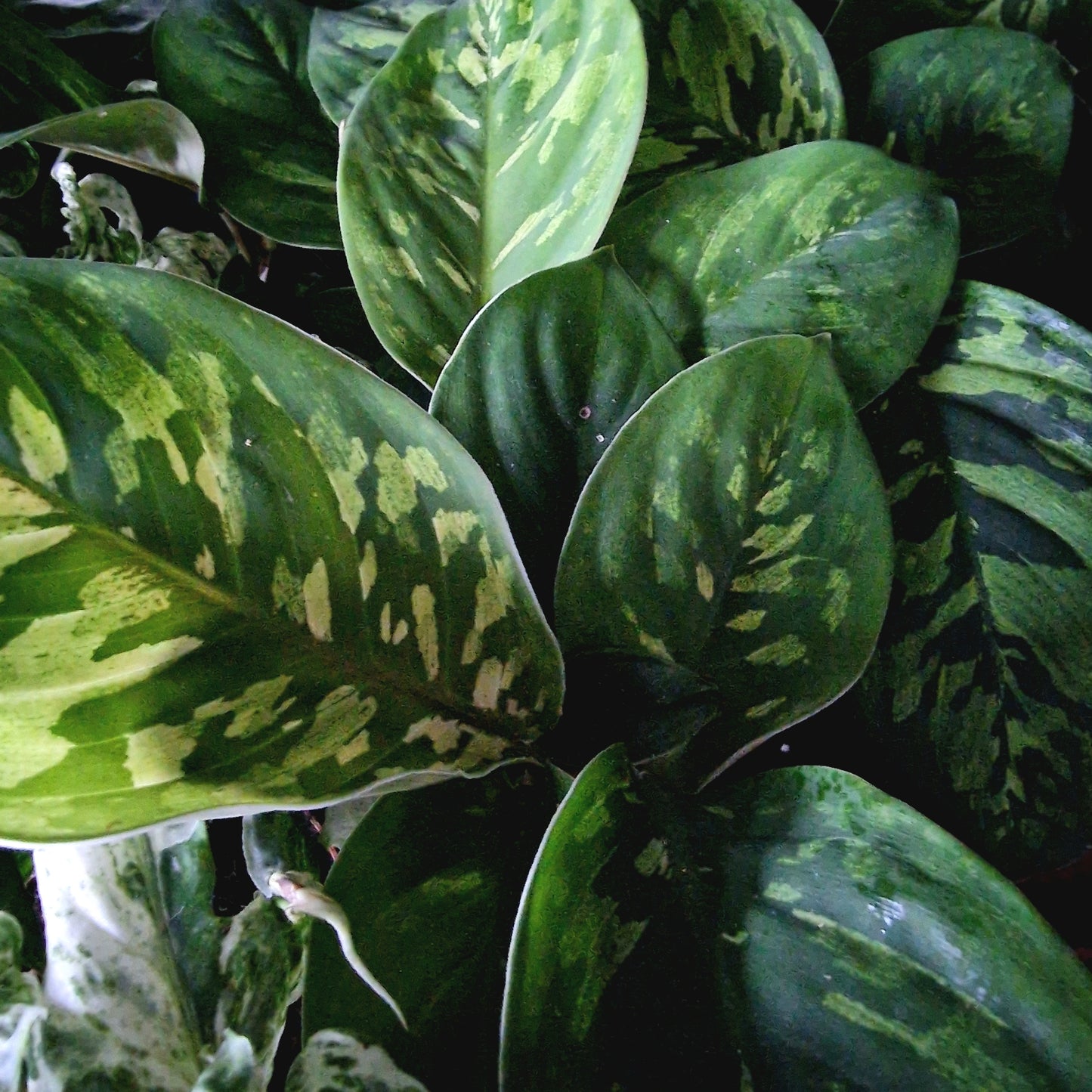 Homalomena Camouflage Rare Houseplant 6cm pot