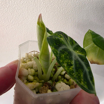 Alocasia Ninja Aurea Variegated – Exact Plant #3