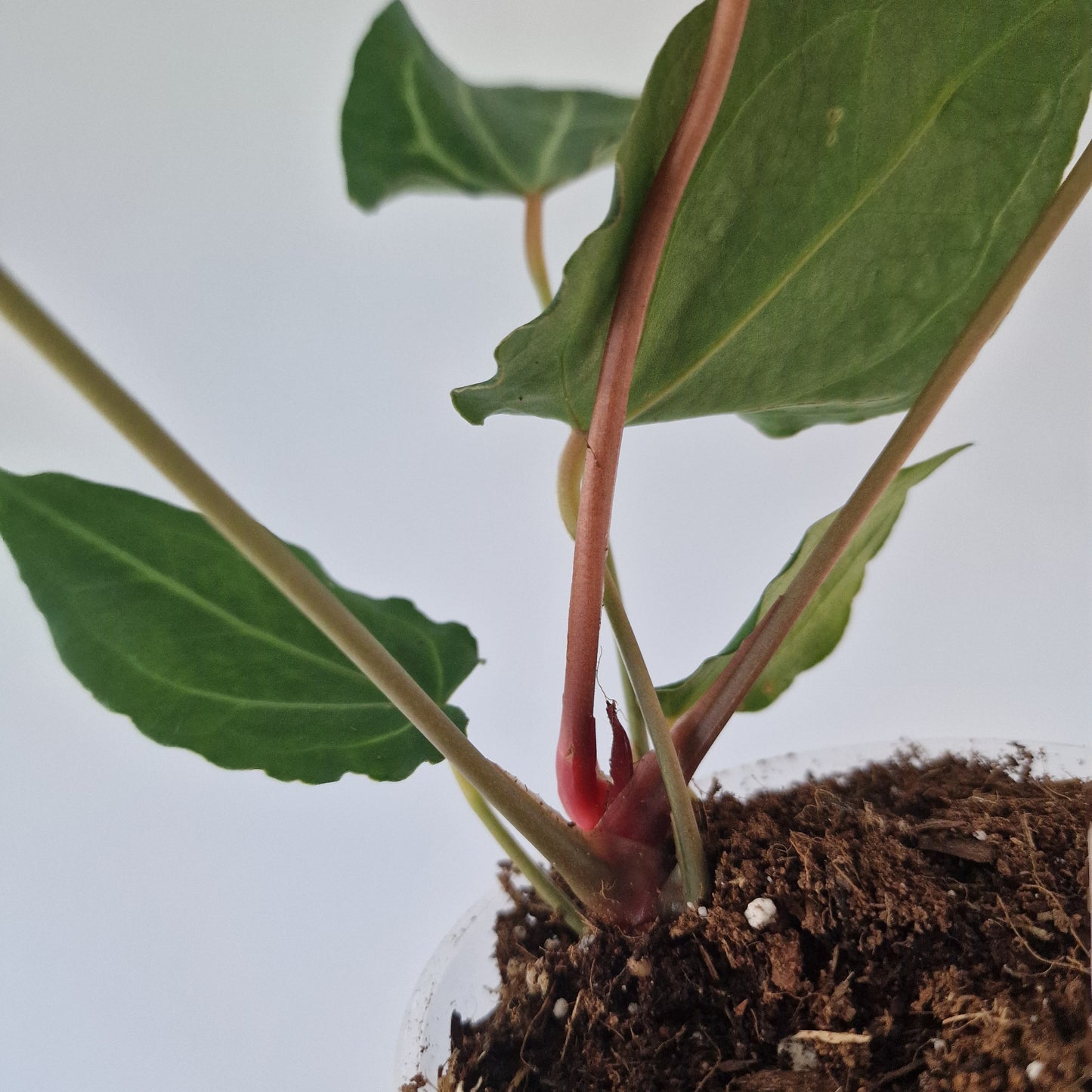 Ecuagenera Rehab Anthurium Dr Bloc x Red Crystal NSE