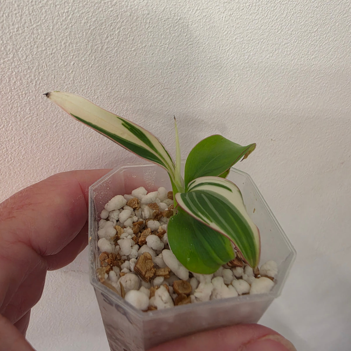 Musa ‘NoNo’ Pink Variegated