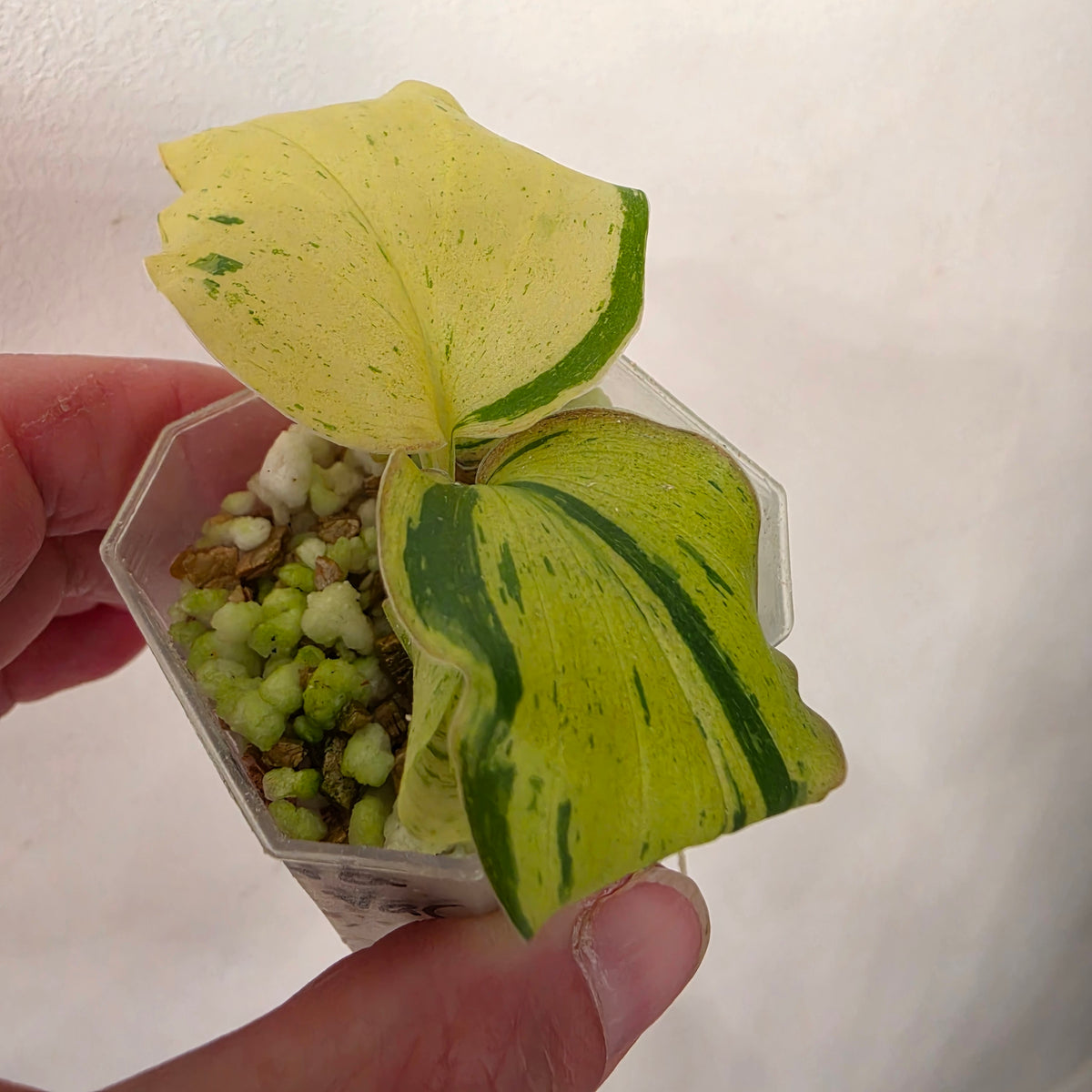 Kaempferia Pulchra Variegata – Established | Exact Plant #3