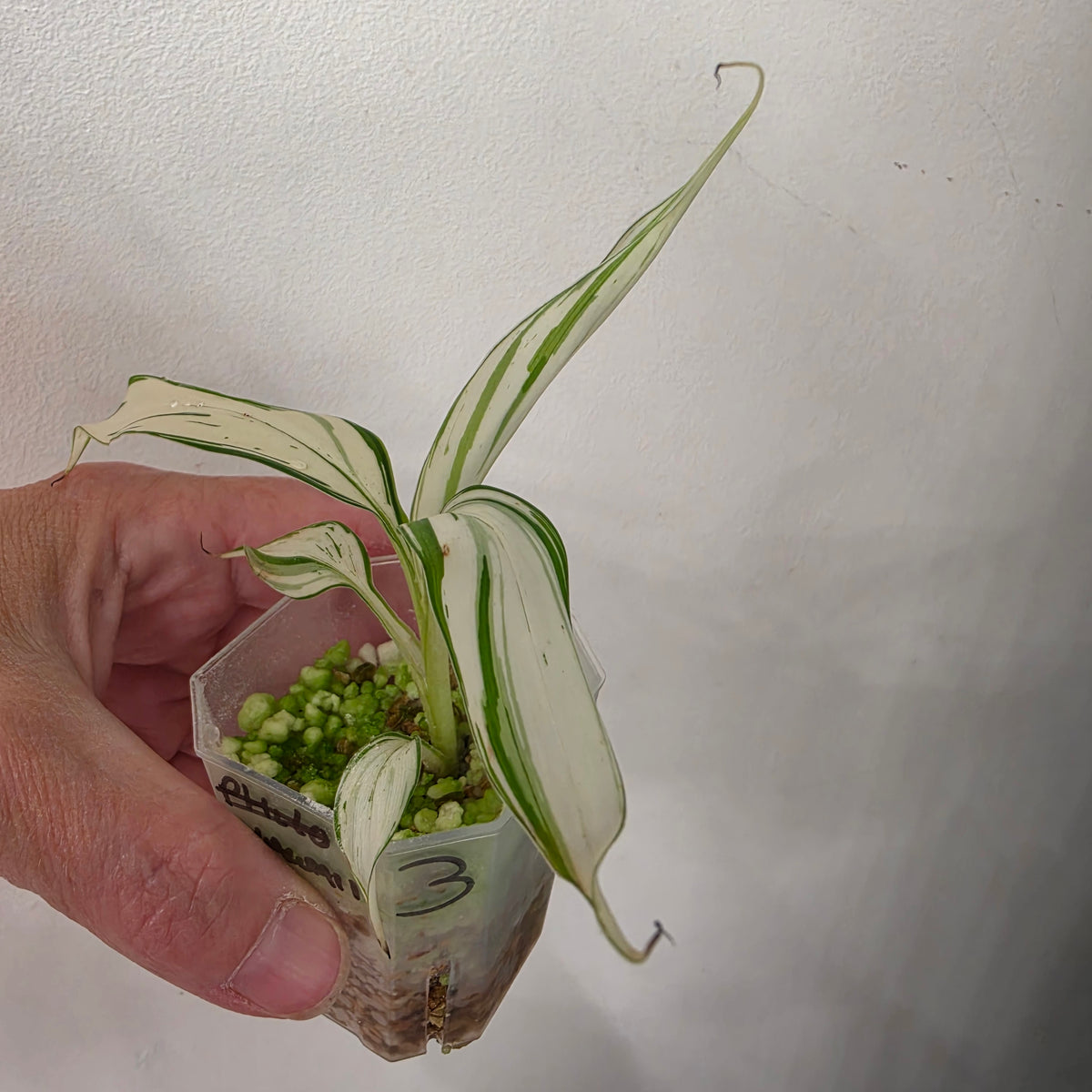 Musa ‘Hawaii’ Variegated – Established | Exact Plant #3