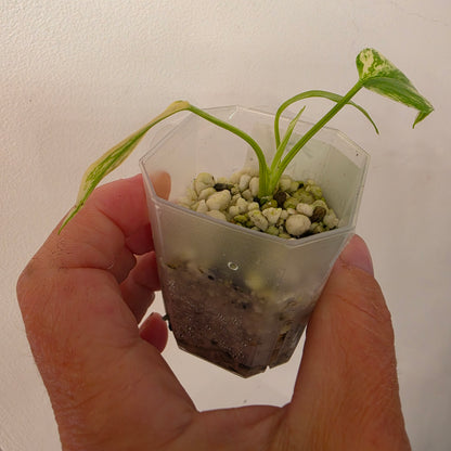 Monstera Mint China’s Version – Exact Plant No. 10 - See Description