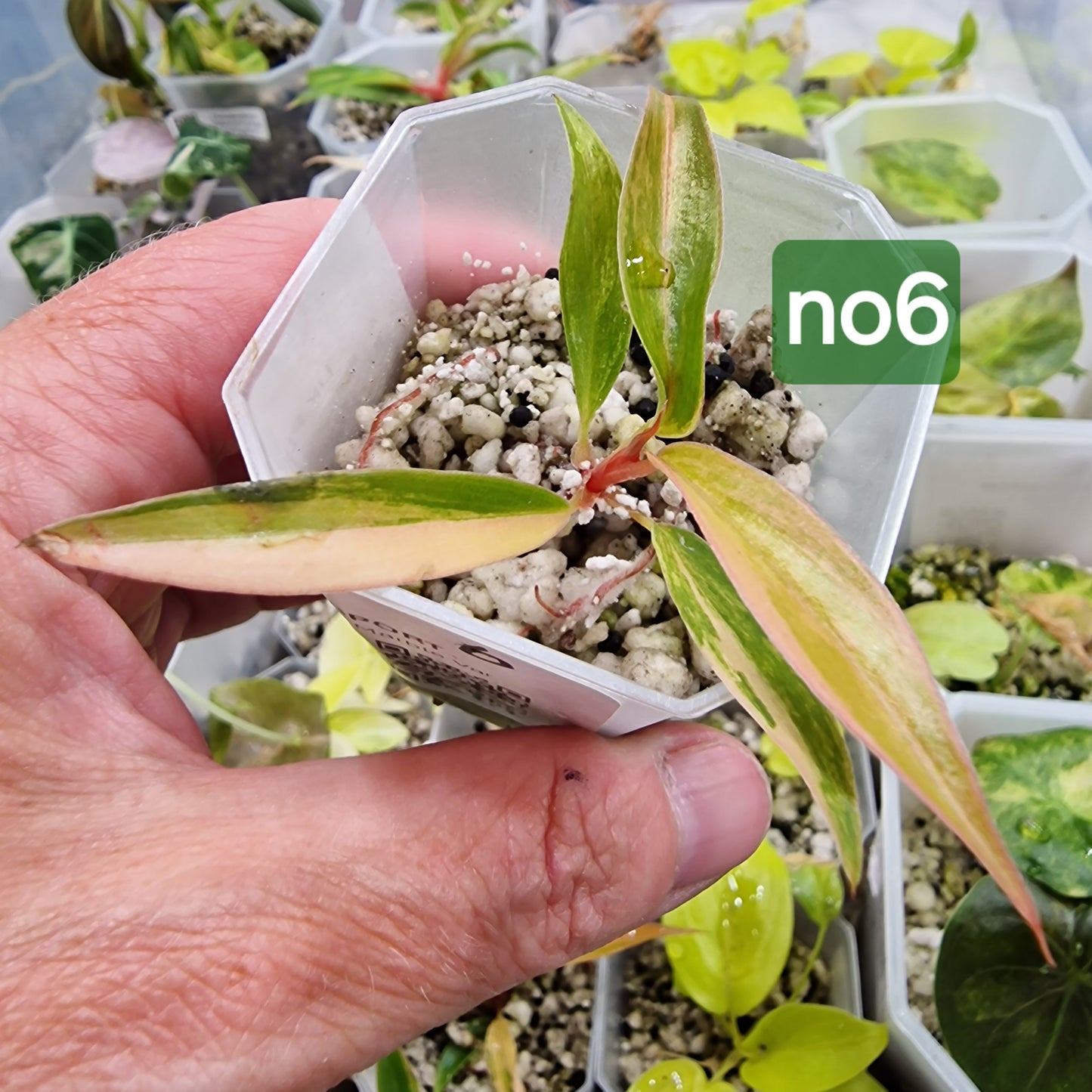 Philodendron Caramel Marble - choose your own