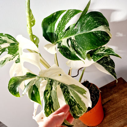 Monstera Albo Super White Houseplant 15cm pot (1)
