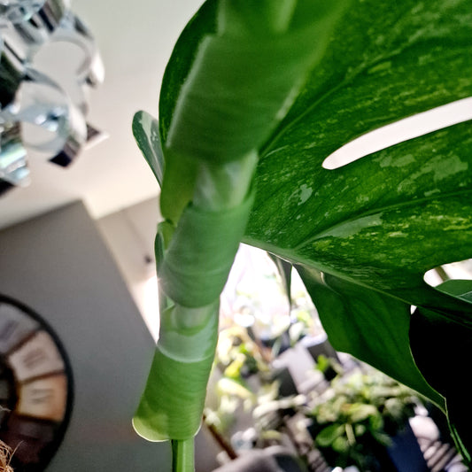Monstera Albo Top 2 Leaf Cutting