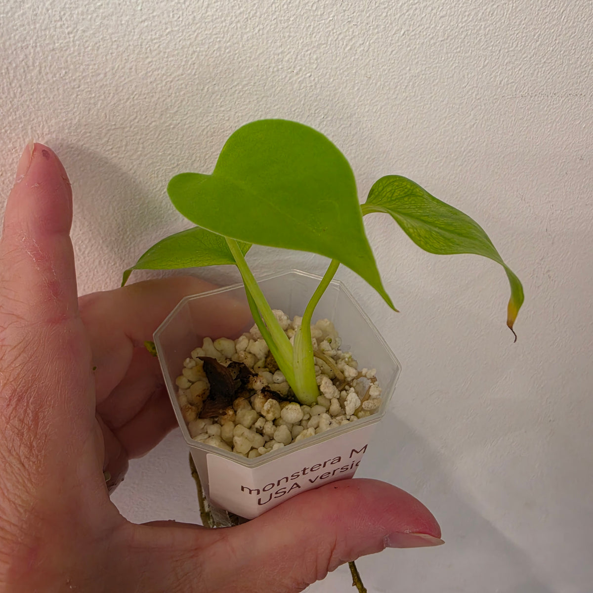 🌿 THE MOTHER OF ALL MONSTERA BUNDLES - SEE DESCRIPTION! 🌿