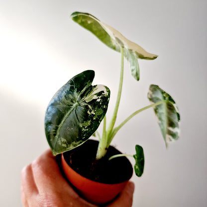 Alocasia Variegated Frydek Houseplant 7cm pot (5)