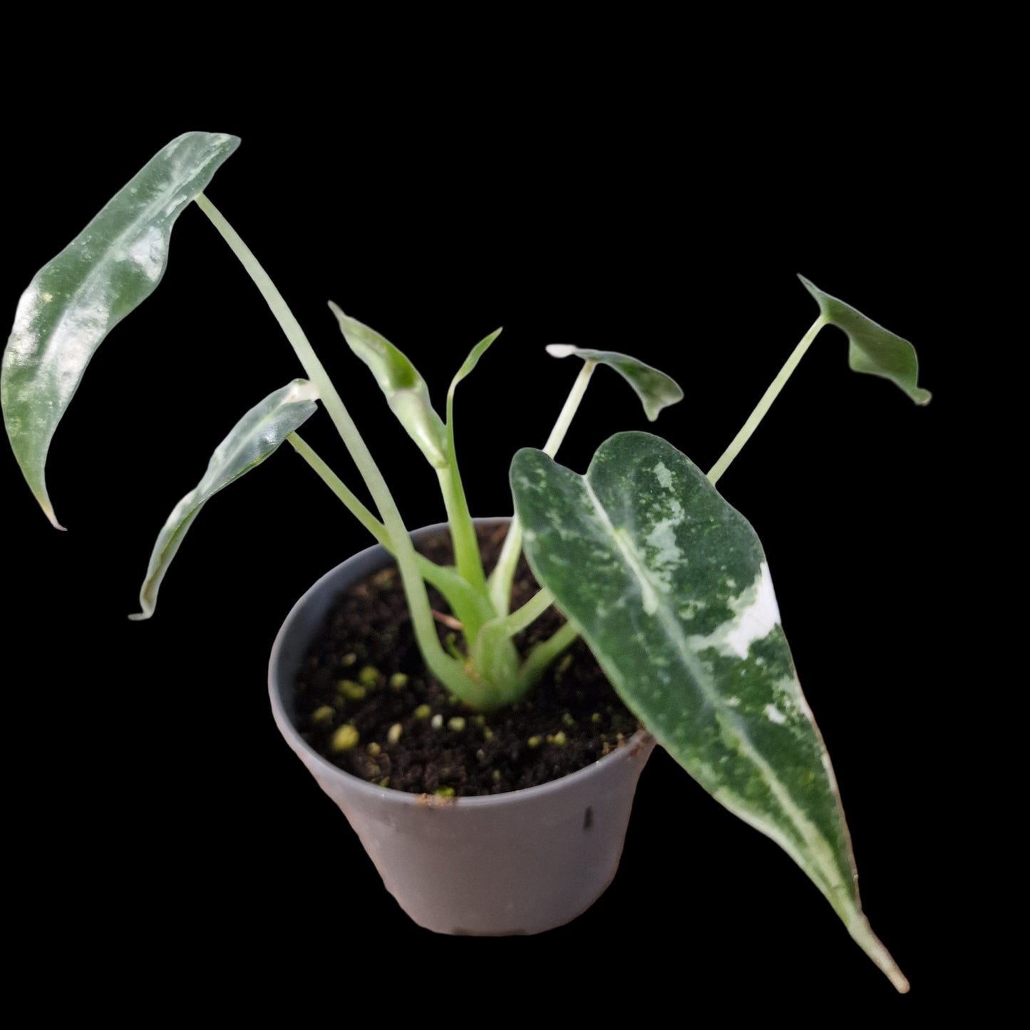 Alocasia Green Bambino Variegated Rare Houseplant 6cm pot (1)
