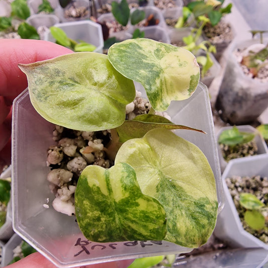 Alocasia Yucatan Pink Princess Variegated - choose your own