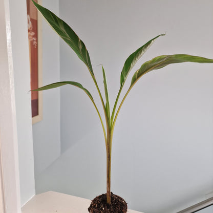 Musa Nono Rare Houseplant approx 50cm tall 10.5cm pot (5)