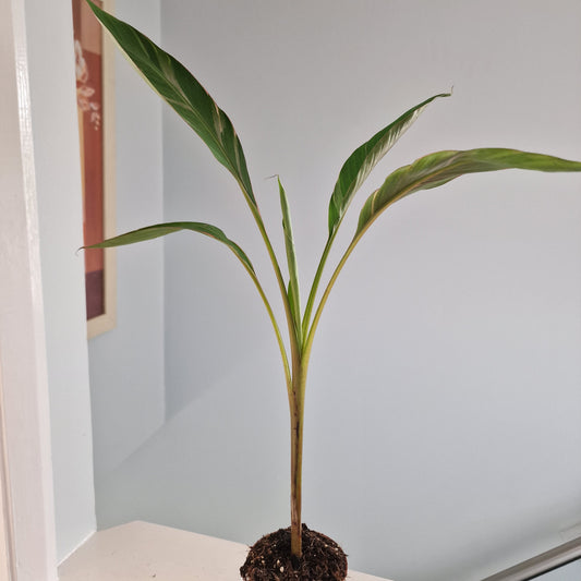 Musa Nono Rare Houseplant approx 50cm tall 10.5cm pot (5)