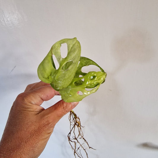 Monstera Adansonii Lightly Variegated rooted in Water