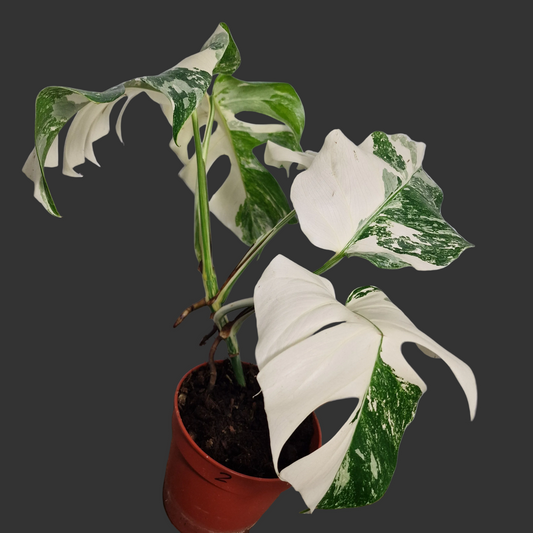 Monstera Albo ‘Super White’ – 15cm Pot (#2)