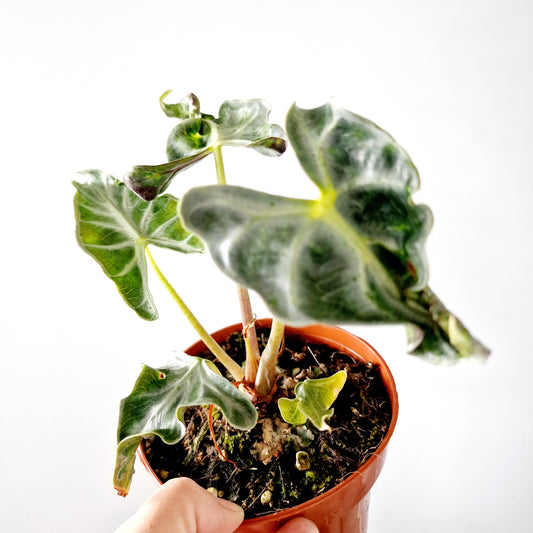 Alocasia Loco Houseplant 12cm pot