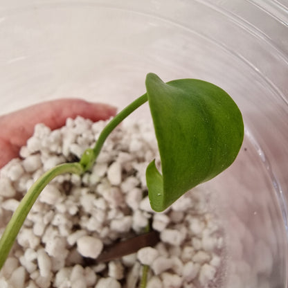 Pre-order Monstera Bulbasaur – Young TC Plantlet Exact Plant (1-13)