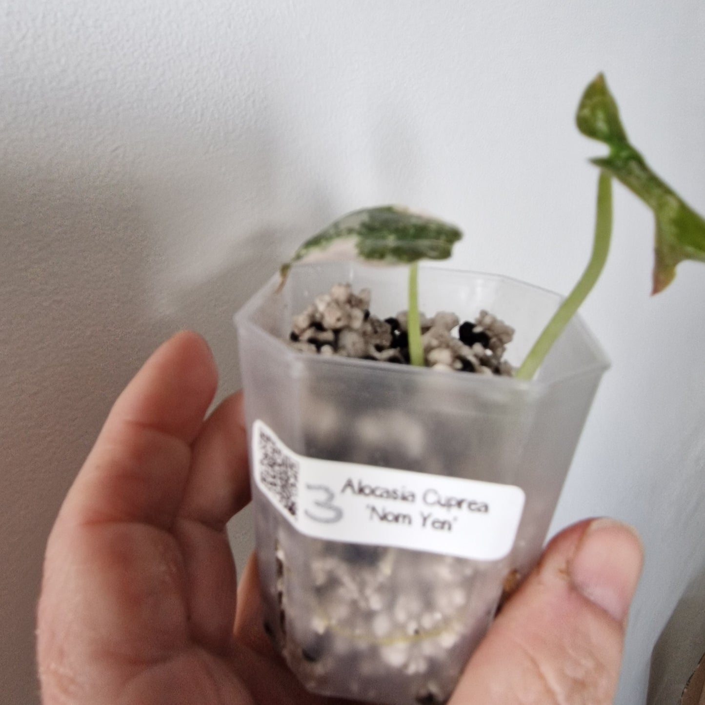 Alocasia Cuprea ‘Nom Yen’ Variegated – Tissue Culture Plant (#3)
