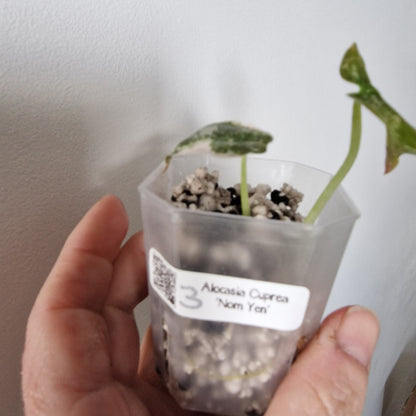 Alocasia Cuprea ‘Nom Yen’ Variegated – Tissue Culture Plant (#3)