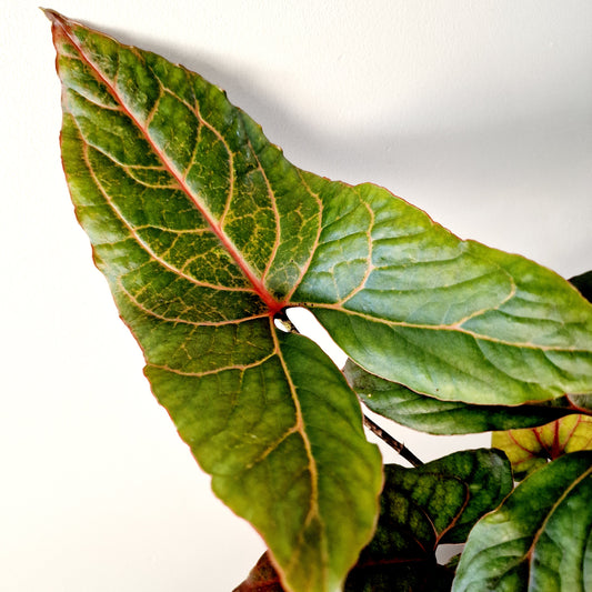 Alocasia Black Jack (Cyrtosperma Johnstonii Black Jack) Houseplant 10.5cm pot