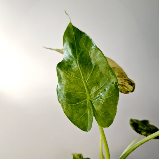 Alocasia Odora Yellow Variegated Houseplant 7cm pot (1)
