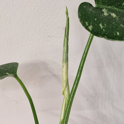 Monstera Thai Constellation – 6cm Pot (#7)
