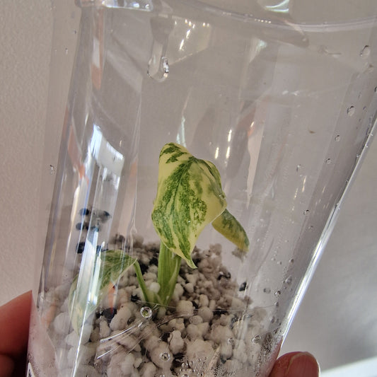 Monstera Green Snow (Thai Constellation Family) – Young TC Plant (#6)