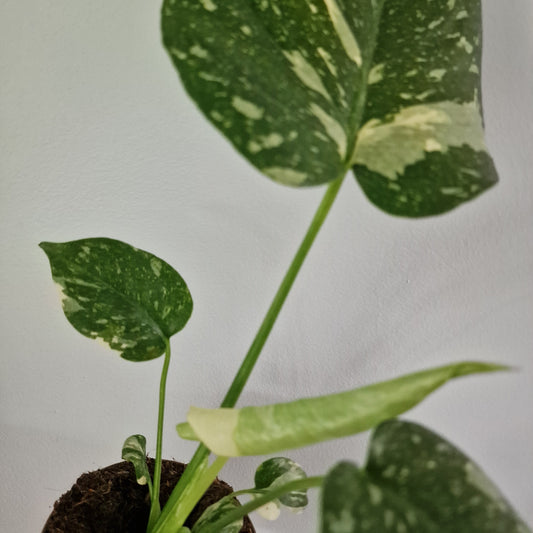 Monstera Thai Constellation Rare Houseplant 11cm pot (1k)
