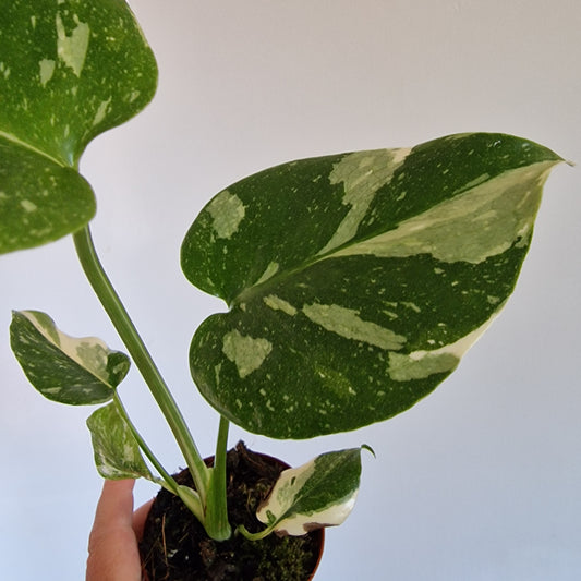 Monstera Thai Constellation Rare Houseplant 8cm pot (c)