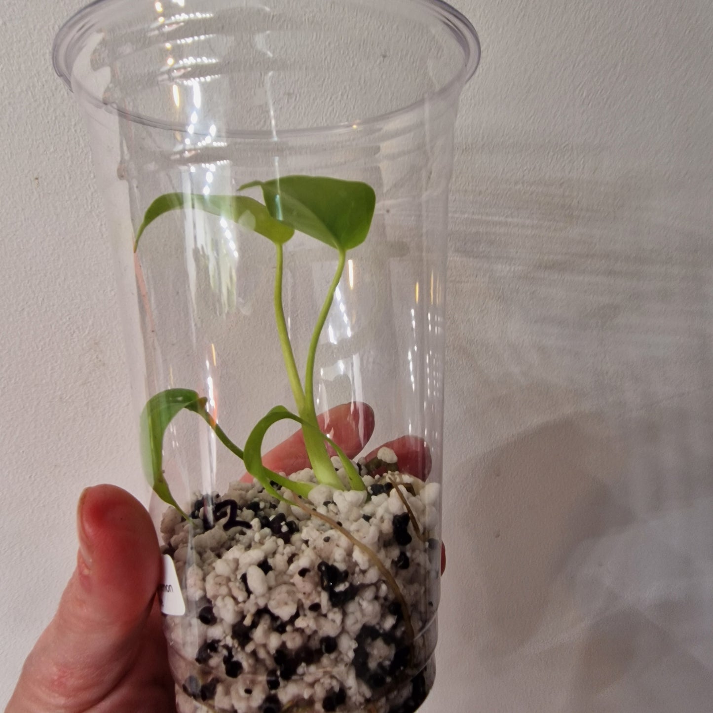Monstera Lemon Lime – Young Exact TC Plant (#12)