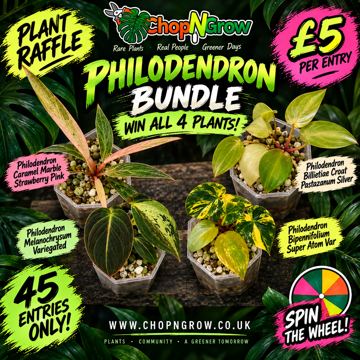 13 available at 4.50am Philodendron bundle - see description