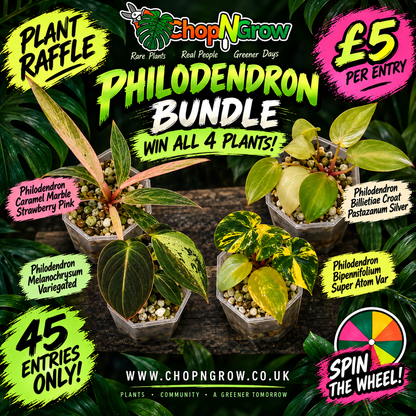 13 available at 4.50am Philodendron bundle - see description
