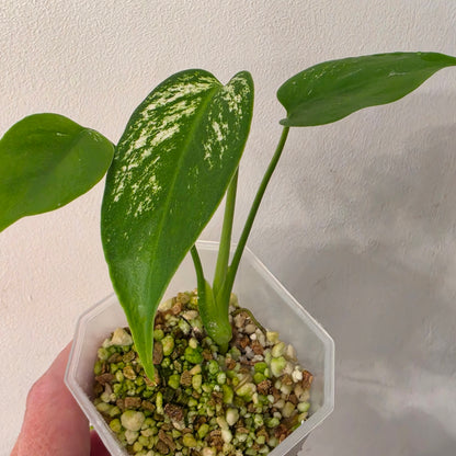 Monstera Devil Variegated – Exact Plant- AB1