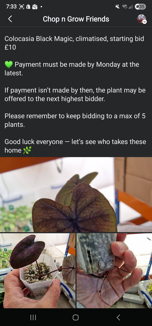 Sunday Sale - Claire Colocasia