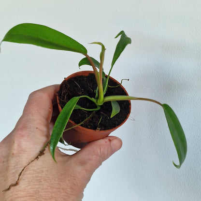 Philodendron Joepii – 6cm Pot