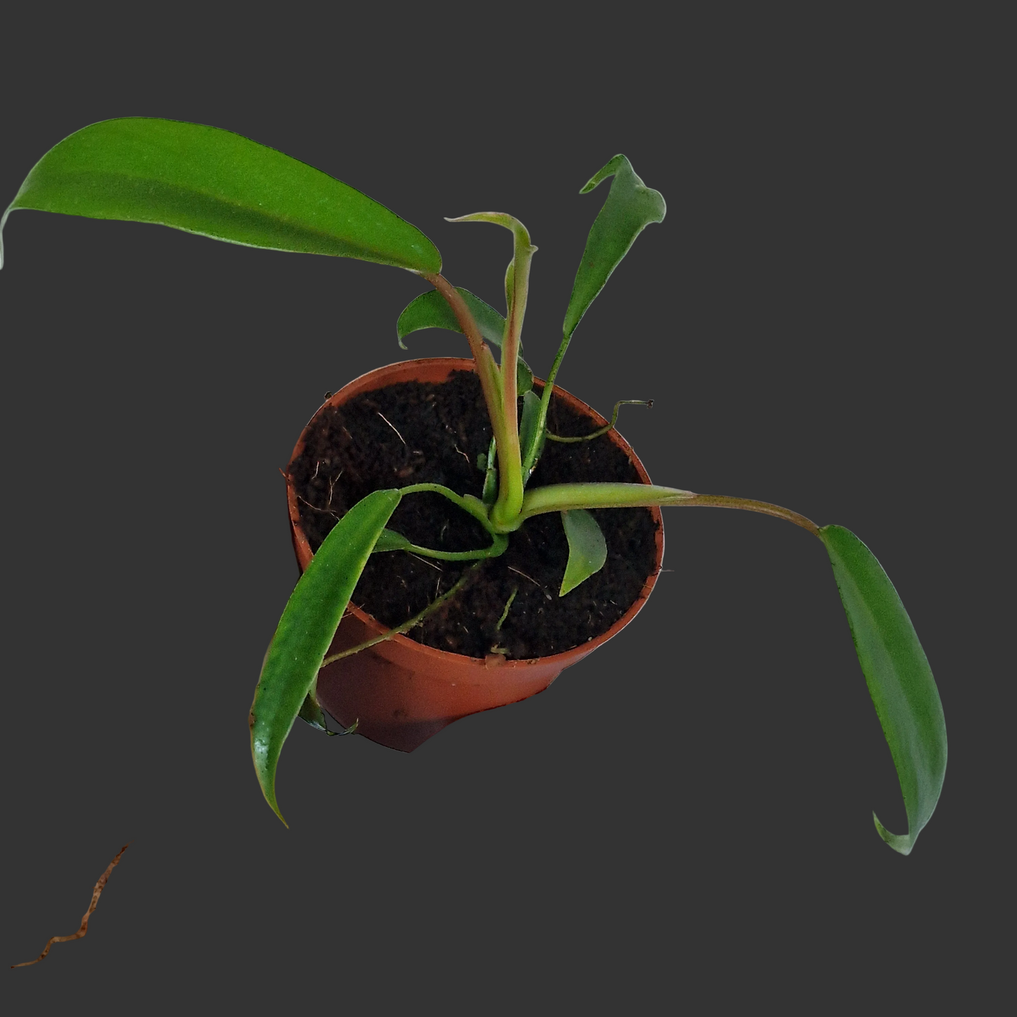 Philodendron Joepii – 6cm Pot